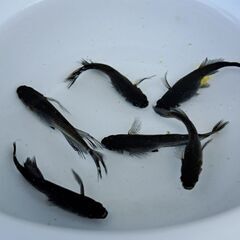 【メダカ】漆黒ロングフィン