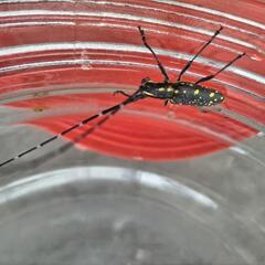 キボシカミキリ 5匹セット