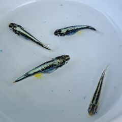 【メダカ】鋼　ハガネ