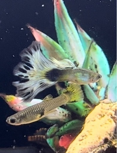 ⭐️お譲り先決定❗️熱帯魚11匹