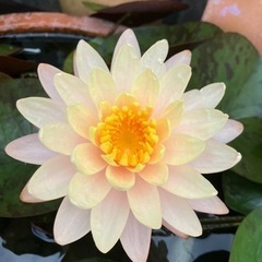 睡蓮　スイレン　マンカラウボンの画像