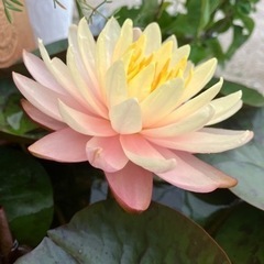 睡蓮　スイレン　マンカラウボンの画像