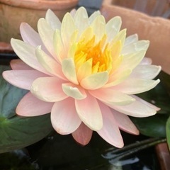 睡蓮　スイレン　マンカラウボン
