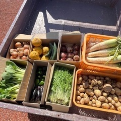夏のお野菜