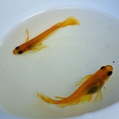 【メダカ】紅帝ヒレフサの画像