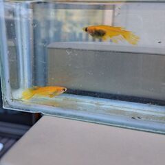 【メダカ】紅帝ヒレフサの画像