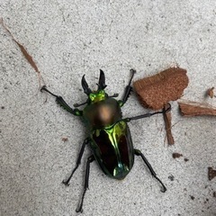 ニジイロクワガタ　雄雌ペア