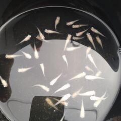 ポニョ5匹：メダカ
