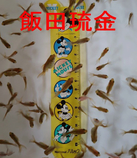 飯田琉金稚魚１００匹