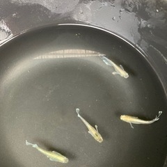 メダカ