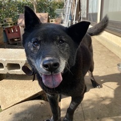 急募！甲斐犬14歳　大切にしてくれる方 - 八王子市
