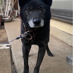 急募！甲斐犬14歳　大切にしてくれる方 - 犬