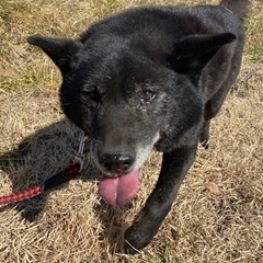 急募！甲斐犬14歳　大切にしてくれる方 - 里親募集