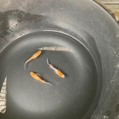 紅白鰭長メダカの画像