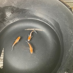 紅白鰭長メダカの画像