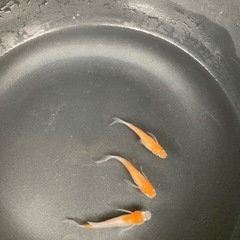 紅白鰭長メダカ