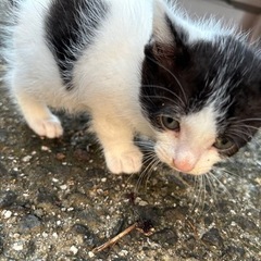 生後1～2ヶ月の子猫です