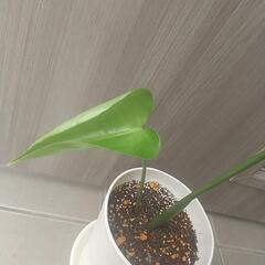 観葉植物 モンステラ①の画像