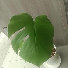 観葉植物 モンステラ①の画像