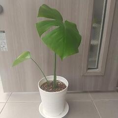 観葉植物 モンステラ①
