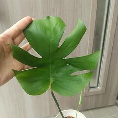 観葉植物 モンステラ②の画像