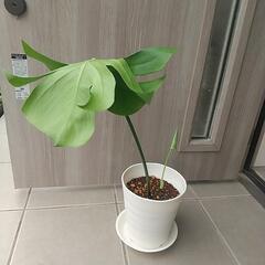 観葉植物 モンステラ②