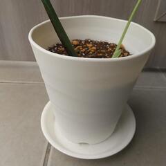 観葉植物 モンステラ②の画像