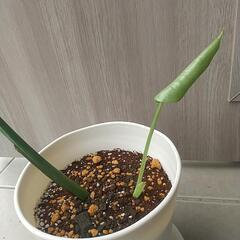 観葉植物 モンステラ②の画像