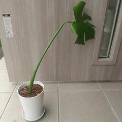 観葉植物 モンステラ③