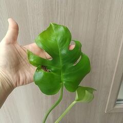観葉植物 モンステラ ④の画像