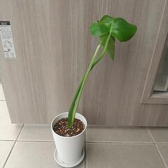 観葉植物 モンステラ ④