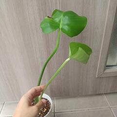 観葉植物 モンステラ ④の画像