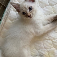 正式譲渡となりました🙇‍♀️長毛3兄妹モフモフ激かわ💕