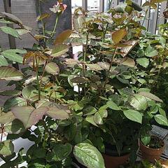 バラの鉢植え