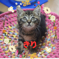 まん丸お目目の可愛いキジっ子きりちゃん