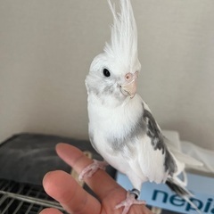 オカメインコ ４歳1ヶ月オス