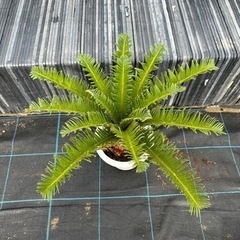 蘇轍　ソテツ　植木　近場配達可能　引き取り　ガーデニング　No.1の画像
