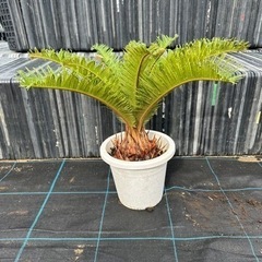 蘇轍　ソテツ　植木　近場配達可能　引き取り　ガーデニング　No.1