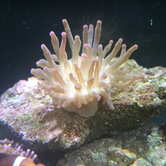 サンゴイソギンチャク