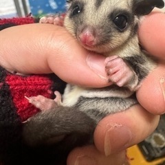 フクロモモンガ ノーマル ベビー
