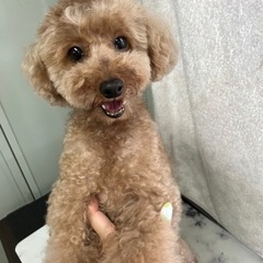 ブリード卒業わんちゃん（代理投稿です）