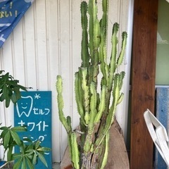 生活雑貨 家庭用品 ガーデニング