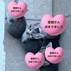 【里親さま、全て決まりました‼︎】子猫&母猫の里親募集♪
