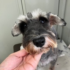 募集一時ストップします。ミニチュアシュナウザー女子 - 葛飾区