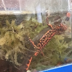 4匹1000円アカハライモリ の画像