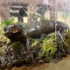 4匹1000円アカハライモリ の画像