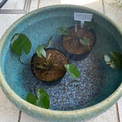 姫睡蓮・メダカ鉢　ビオトープに！の画像