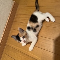 子猫　三毛猫　里親募集