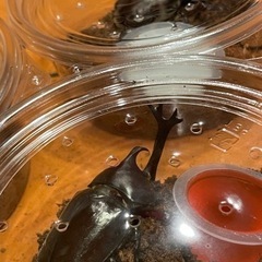 国産　カブトムシ　雄