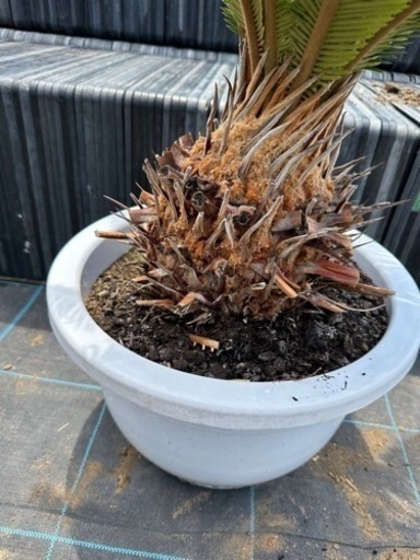 蘇鉄 ソテツ 植木 引き取り限定 No.12